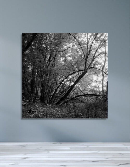 Tablou Canvas Natura #34